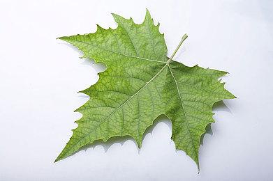 《Cafe DReAMLAND》登陆Steam 探索多重结局ADV